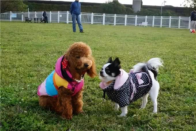 社恐狗有的4种表现，你家狗中了吗?