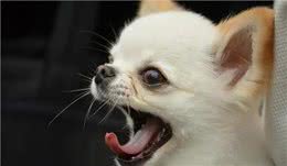 社恐狗有的4种表现，你家狗中了吗?