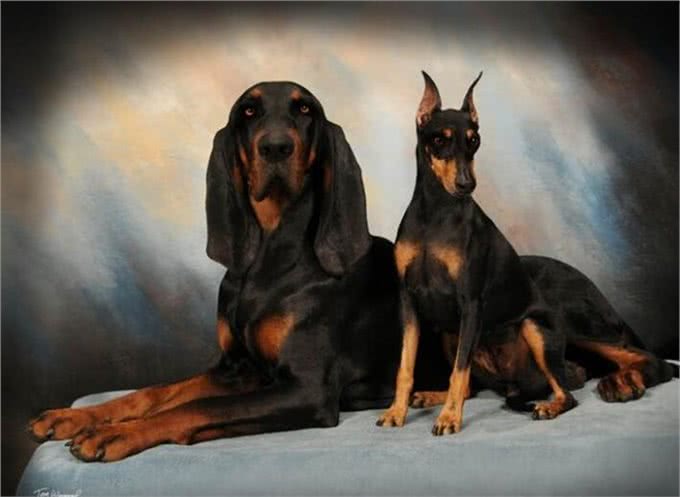 将浣熊赶上树?赶上树猎犬你知道是哪种吗