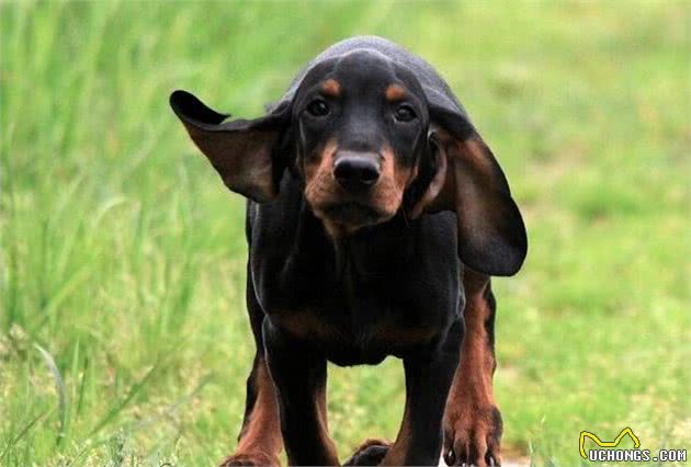 将浣熊赶上树?赶上树猎犬你知道是哪种吗