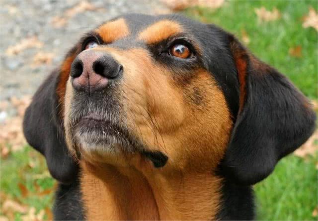 将浣熊赶上树?赶上树猎犬你知道是哪种吗