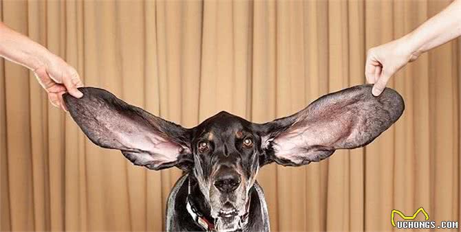 将浣熊赶上树?赶上树猎犬你知道是哪种吗