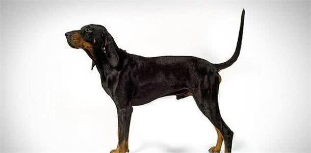 将浣熊赶上树?赶上树猎犬你知道是哪种吗