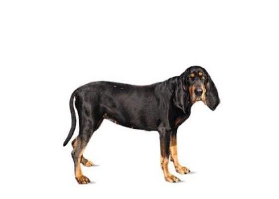 将浣熊赶上树?赶上树猎犬你知道是哪种吗