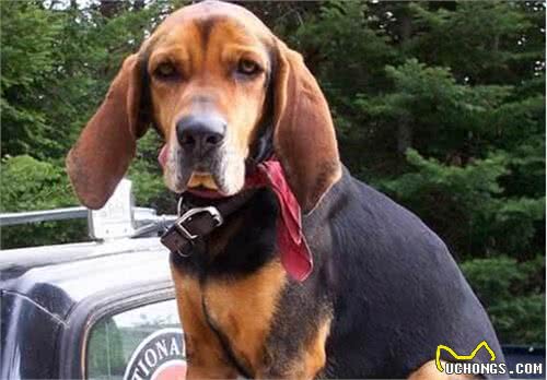 将浣熊赶上树?赶上树猎犬你知道是哪种吗