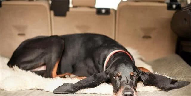 将浣熊赶上树?赶上树猎犬你知道是哪种吗