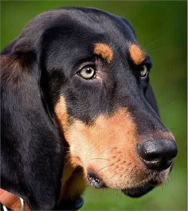 将浣熊赶上树?赶上树猎犬你知道是哪种吗