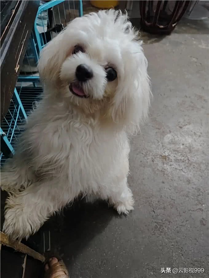 新手养狗必备技能指南**—新养狗必备—