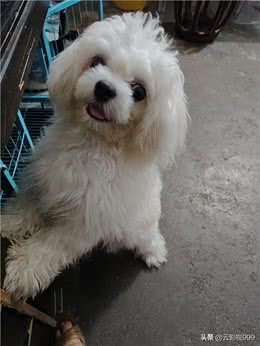 新手养狗必备技能指南**—新养狗必备—