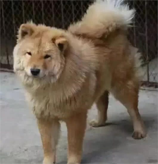 不是每只中华田园犬都叫