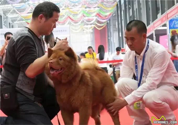 不是每只中华田园犬都叫