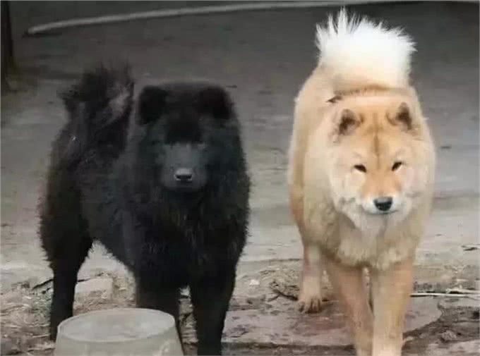 不是每只中华田园犬都叫