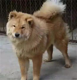 不是每只中华田园犬都叫