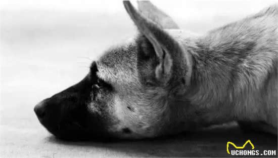 如果你家狗狗出现拉稀便血症状，别慌，解决办法在这里!