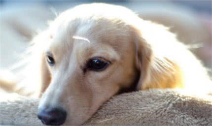 如果你家狗狗出现拉稀便血症状，别慌，解决办法在这里!