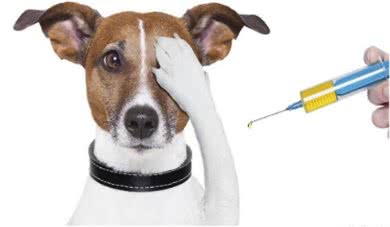 如果你家狗狗出现拉稀便血症状，别慌，解决办法在这里!