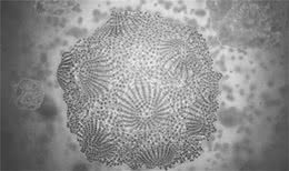 如果你家狗狗出现拉稀便血症状，别慌，解决办法在这里!