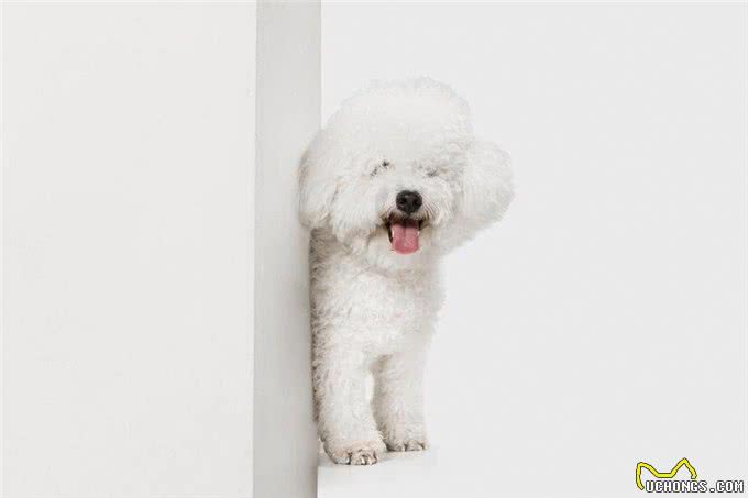 比熊犬的优缺点，比熊犬有哪些优点和缺点