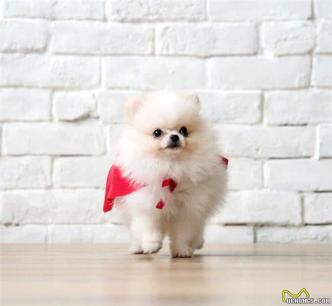 比熊犬的优缺点，比熊犬有哪些优点和缺点