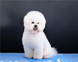 比熊犬的优缺点，比熊犬有哪些优点和缺点