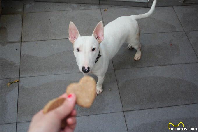 早餐吃一碗燕麦是最健康的生活方式?那对于狗狗来说，也是这样吗