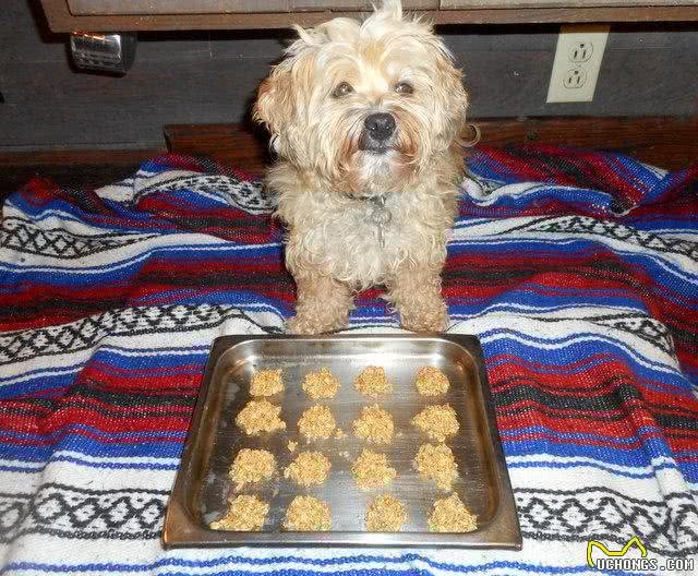 早餐吃一碗燕麦是最健康的生活方式?那对于狗狗来说，也是这样吗