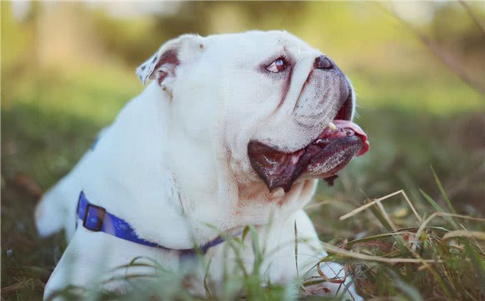 为何要养恶霸犬呢?这几点饲养技巧和误区，不要忽略
