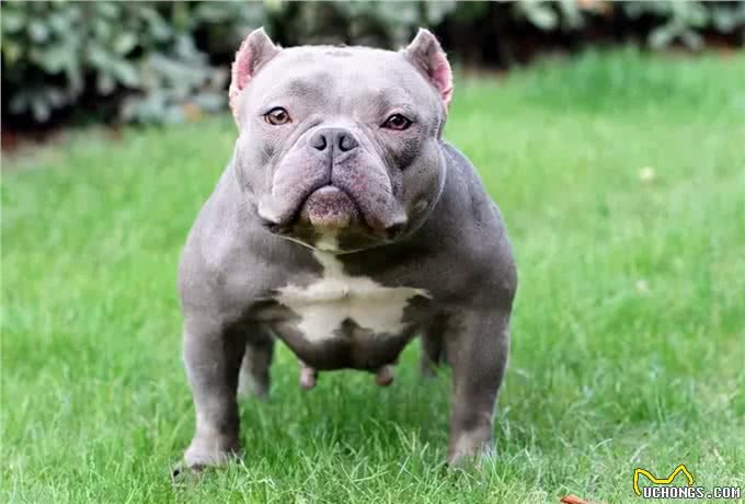 为何要养恶霸犬呢?这几点饲养技巧和误区，不要忽略