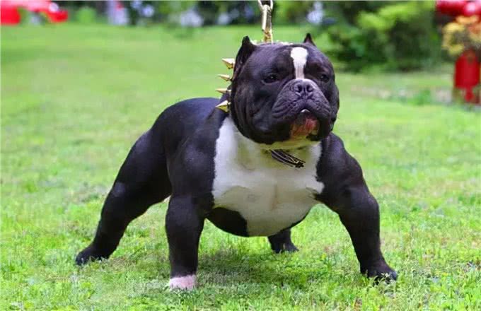 为何要养恶霸犬呢?这几点饲养技巧和误区，不要忽略