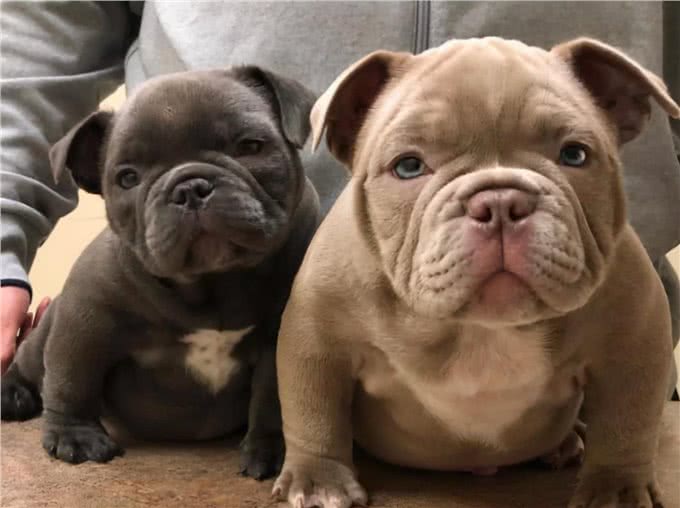 为何要养恶霸犬呢?这几点饲养技巧和误区，不要忽略