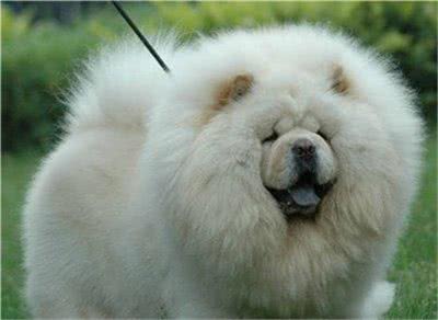 新手须知:如何选购松狮犬?选购方法介绍!