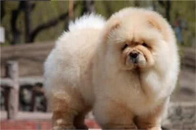 新手须知:如何选购松狮犬?选购方法介绍!