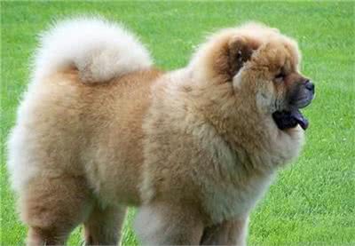 新手须知:如何选购松狮犬?选购方法介绍!