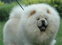 新手须知:如何选购松狮犬?选购方法介绍!