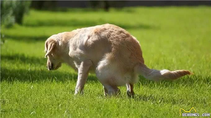 揭秘:狗狗的排便姿势，其实隐藏着它们的性格