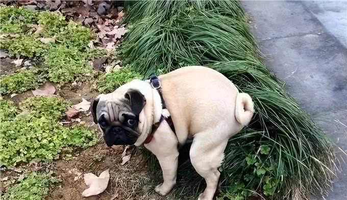 揭秘:狗狗的排便姿势，其实隐藏着它们的性格