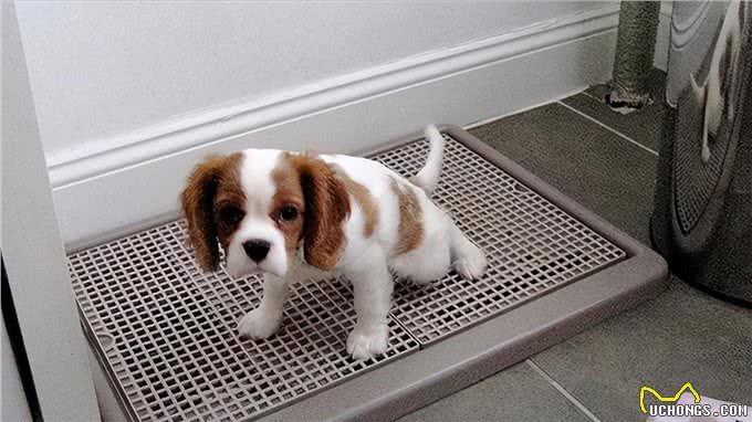 揭秘:狗狗的排便姿势，其实隐藏着它们的性格