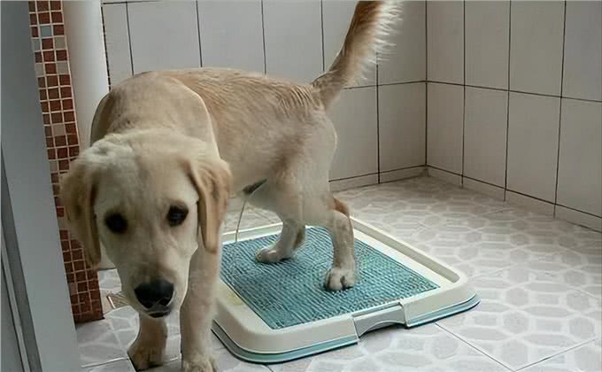 揭秘:狗狗的排便姿势，其实隐藏着它们的性格