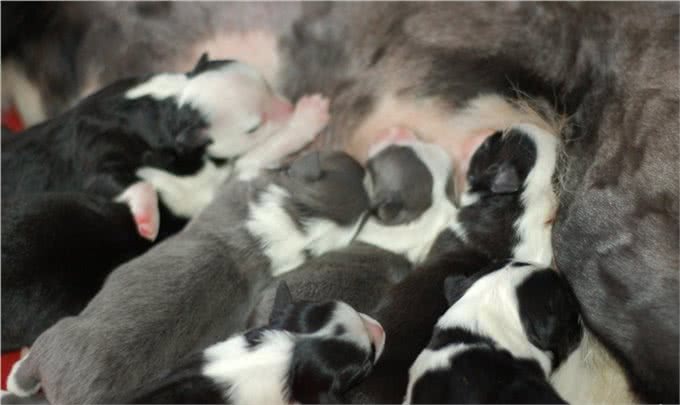 狗狗生小宝宝，主人们最好做好这些准备，防止意外的发生，谨记!