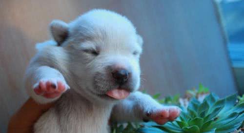 狗狗生小宝宝，主人们最好做好这些准备，防止意外的发生，谨记!