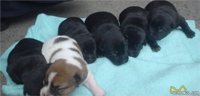 狗狗生小宝宝，主人们最好做好这些准备，防止意外的发生，谨记!