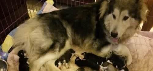 狗狗生小宝宝，主人们最好做好这些准备，防止意外的发生，谨记!