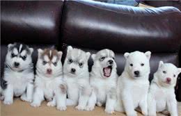 狗狗生小宝宝，主人们最好做好这些准备，防止意外的发生，谨记!