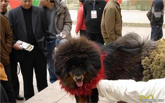 曾拍出3000万天价，一只换北京一套房，为何现在没人养藏獒了?
