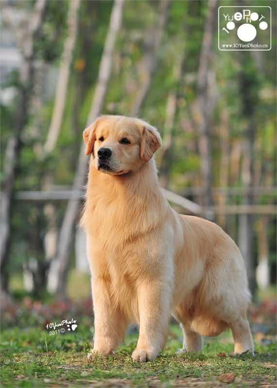 能与哈士奇争宠的狗狗长什么样-金毛寻回犬简介