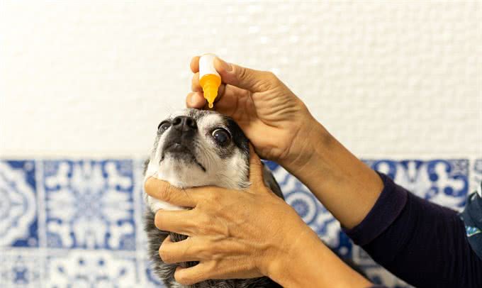 干货分享:幼犬感冒最简单的治疗方法小狗感冒时的简单处理方法