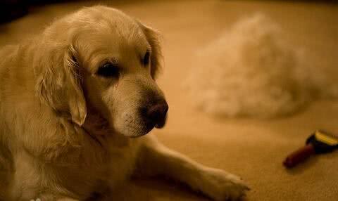 狗狗换毛期的保护和清洁注意事项,让您的狗狗轻松换装!