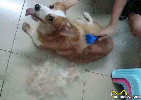 狗狗换毛期的保护和清洁注意事项,让您的狗狗轻松换装!