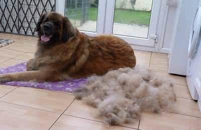 狗狗换毛期的保护和清洁注意事项,让您的狗狗轻松换装!