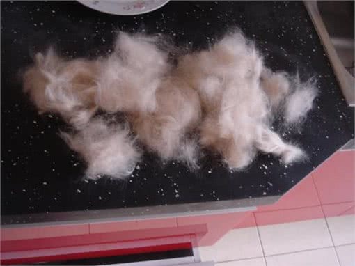 狗狗换毛期的保护和清洁注意事项,让您的狗狗轻松换装!